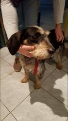 Chienne chasse martigues